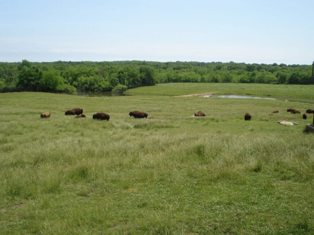 Bison and rolling prairie near observation deck / Wikipedia / Katherine Johnson
Link: https://en.wikipedia.org/wiki/Wildlife_Prairie_Park#/media/File:Wildlife_Prairie_Park_2007-05-27_Bison_5.jpg