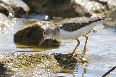 A Sandypiper drinking over the Lake Shelbyville/ Flickr/ Jeff Bryant
Link: https://flickr.com/photos/jeff-m-bryant/20171993590