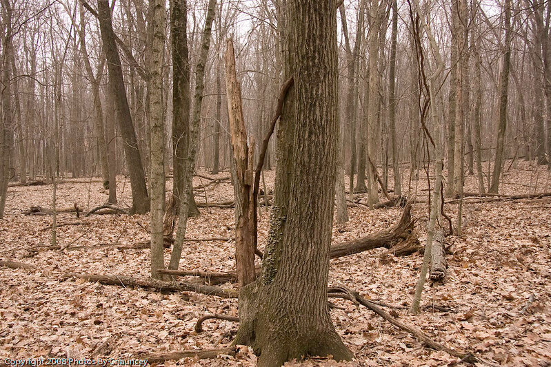 During winter of Moraine View State Park/ Flickr/ Chauncey Davis
Link: https://flickr.com/photos/chaunceydavis/2355696132