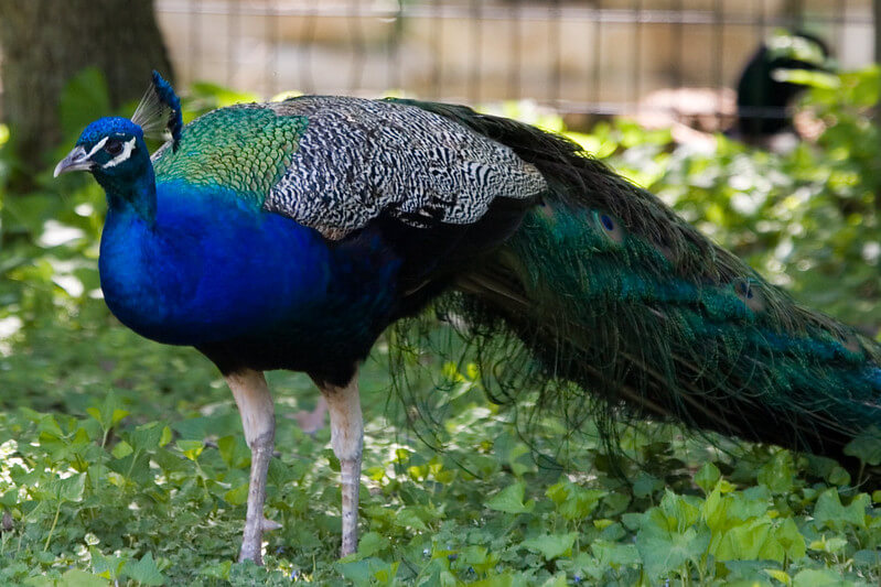 Beautiful Peacock at the Henson Robinson Zoo / Flickr / Wally Hartson
Link: https://flickr.com/photos/wallyhartshorn/496070710