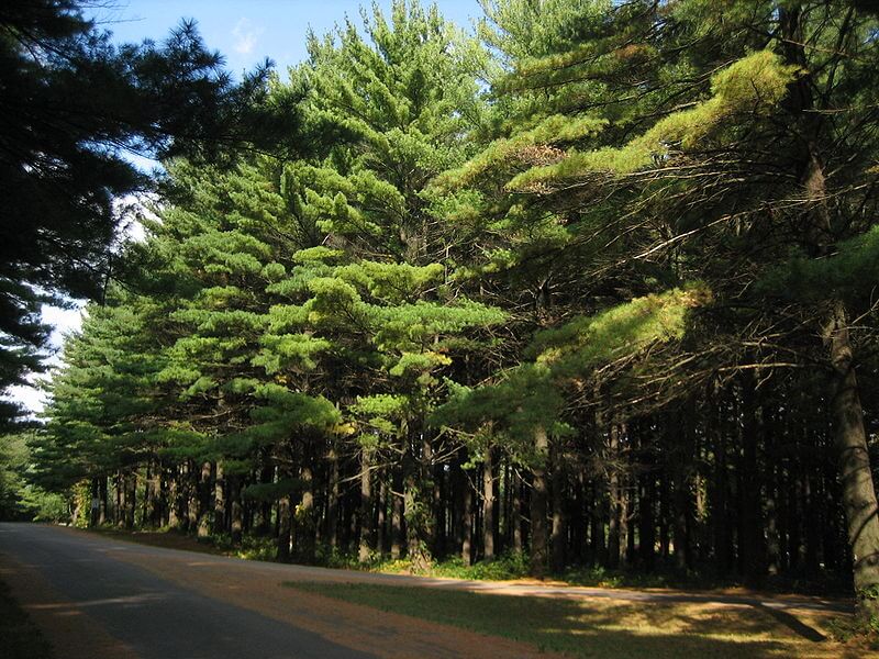 Trees in White Pines Forest State Park / Wikimedia Commons / Ivoshandor
Link: https://commons.wikimedia.org/wiki/File:White_Pines_Forest_State_Park_Pine_Stand5.JPG