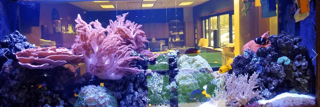 Homepage of Chicago Fish and Coral Company / chicagofishandcoral.com


Link: https://www.chicagofishandcoral.com/
