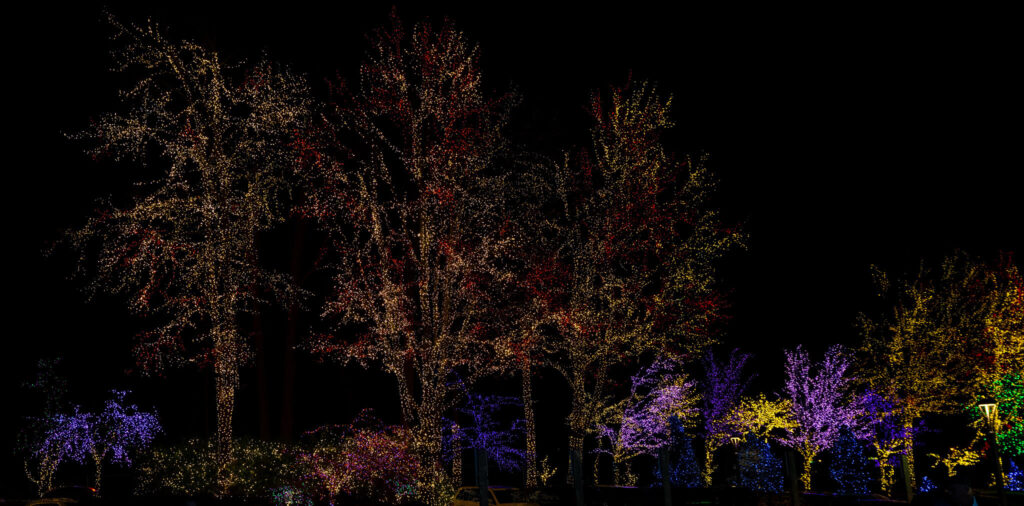 Well-lit trees at the Festival of Lights and Tree Christmas Sale / Flickr / Victoria Pickering

Link: https://flickr.com/search/?license=2%2C3%2C4%2C5%2C6%2C9&text=Festival%20of%20Lights%20