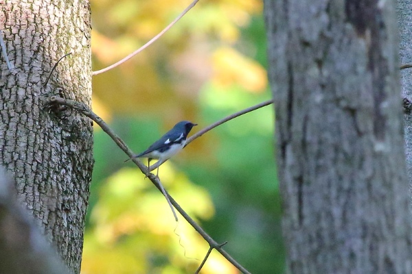 Black-throated Blue Warbler in Busey Woods
Flickr
Link: https://flic.kr/p/XxdWBu