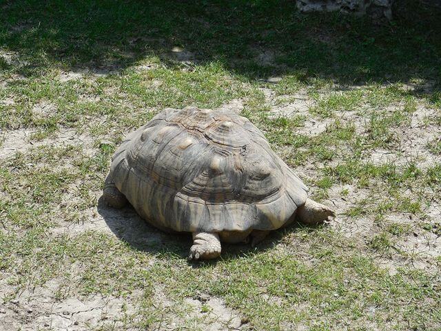 Tortoise at Miller Park Zoo / Wikimedia Commons / ParentingPatch
Link: https://commons.wikimedia.org/wiki/File:Tortoise_at_Miller_Park_Zoo_1.JPG