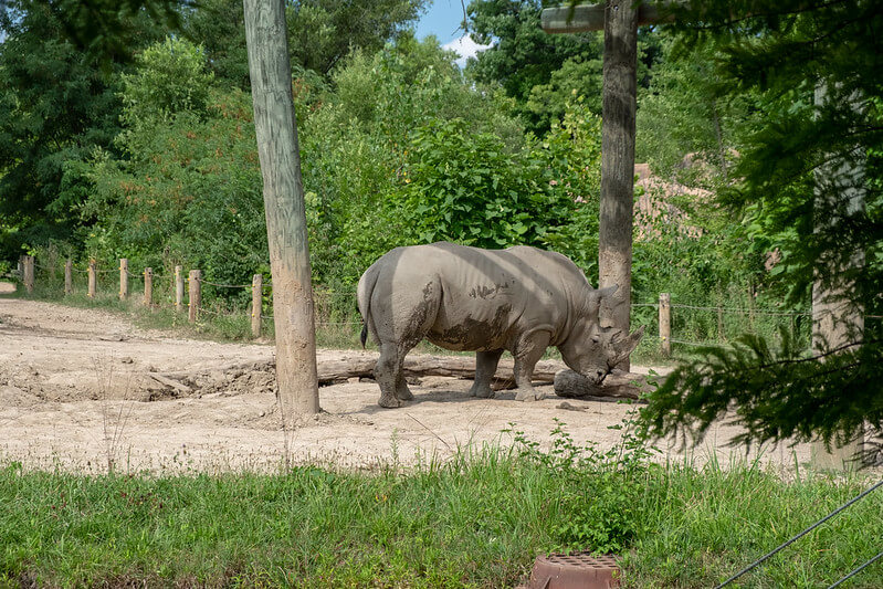 Rhino at the Peoria Zoo / Flickr / Joseph Gage
Link: https://flickr.com/photos/181920661@N03/50806682987/in/photolist-2kpBwLT-2kpx8DE-6yiX73-6yiWH7-6yiWMA-6yiWsY-6yiWuh-6yiWv5-7VgE55-7VgE5E-2jDy3cx-78izM6-6Grjn3-2kpBwr9-4WTkpo-6sJyxJ-2jDy3mk-2kpx8EG-7VgE2J-6sJutb-2jDyRw8-6sErbH-6yePbT-7VdpNH-7VgE71-2kpBwRx-6sEnsg-8Kp3K9-8z7Mhi-78iz98-78nqjw-78iBDv-2jDy2UZ-oqpFuY-2jDy2Ge-2jDyQU6-78nmWf-78iraa-78iEu8-2jDyRFb-2jDuz9c-2jDyQMT-2jDyRQQ-2jDyQFA-2jDy396-2jDyReV-2jDyQS7-2jDuzhy-2jDuyrk-2jDy2sb